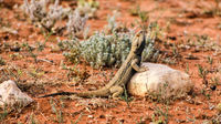 OB138 Bearded Dragon, Mutawintji National Park NSW